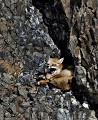  Renard roux. parc National de Yellowstone 