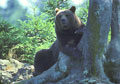 <b>Ursus arctos.</b> Bayericherwald. Debout, sa taille avoisine les 2,50 m, pour un poids de 200 à 250 kg. Son régime alimentaire omnivore, principalement végétarien est complété de mammifères. Disparu des Pyrénées françaises dans les années 80, il a été réintroduit en 1996 avec des individus venus de Slovénie. Ours brun d'Europe. Ursus arctos. Mammifère d'Europe. 