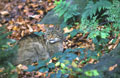 <b>Felis silvestris.</b> Bayericherwald. Espèce menacée par la réduction constante de son habitat et son croisement de plus en plus fréquent avec le chat domestique. Chat sauvage. Felis silvestris. 