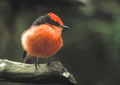 <b>Pyrocephalus rubinus.</b> Appelé aussi Tyran rouge, ce gobe-mouche se nourrit d'insectes capturés au vol. El Niño lui est plutôt favorable et l'incite à nicher plus souvent. Moucherolle vermillon, Tyran rouge, passereau des îles Galapagos. 
