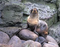 <b>Callorhinus ursinus.</b> En mer de Béring, les poissons les plus pêchés sont le merlan et le hareng. Il se trouve que les otaries les convoitent également. Les pêcheurs considèrent donc ces mammifères marins comme des concurrents. Aussi, chaque année, afin d'en limiter la population, les Aléoutes prélèvent du cheptel une cinquantaine de célibataires. La viande sera ensuite distribuée aux "anciens" des îles. Otarie à fourrure du nord. Callorhinus ursinus. Iles Pribilof, Mer de Béring. 