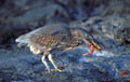 <b>Butorides striatus.</b> Appelé aussi héron vart. Immature. Amateur du littoral, ce petit héron se nourrit de lézards, poissons, insectes et...crabes. Héron vert ou héron vart, échassier des îles Galapagos. 