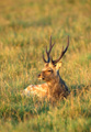 <b>Cervus nippon.</b> Dyrehaven. Cerf sika, Cervus nippon en velours à Dyrehaven 