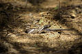 <b>Caprimulgus climacurus.</b> Sénégal. Il se tient à terre durant la journée. Oiseau nocturne, il possède des vibrisses raides, implantées aux coins des mandibules, qui constituent des organes tactiles lui servant à capturer les insectes au vol dans la nuit. Homochromie, Engoulevent à longue queue, Caprimulgus climacurus. 