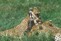 <b>Acinonyx jubatus.</b> Tanzanie, dans la plaine du Serengeti. La course vient de s'achever. Guépard et gazelle de Thomson dans le Serengeti en Tanzanie. 