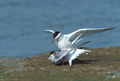 <b>Sterna hirundo.</b> Hollande. Bec rouge avec la pointe noire. Silhouette effilée et élégante, elle est largement répartie dans la plupart des régions de l'hémisphère nord, de l'Océan Atlantique jusqu'à la Sibérie et sur la côte est de l'Amérique du nord. Sternes Pierregarin  accouplement, oiseau de mer de l'hémisphère nord. 