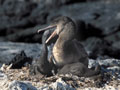 <b>Nannopterum harrisi.</b> Espèce endémique. Ce cormoran est l'exemple vivant de la théorie de Charles Darwin sur l'évolution des espèces. Afin de s'adapter pour survivre, ses ailes se sont attrophiées au point de n'être plus que des ailes-nageoire, son corps s'est alourdi afin de couler plus rapidement et ses pattes renforcées pour palmer vigoureusement sous l'eau. De retour de pêche, il régurgite ses aliments en partie pré-digérés pour nourrir son poussin. Cormoran aptère, palmipède endémique des îles Galapagos. 