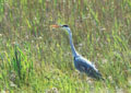 <b>Ardea cinerea.</b> Europe. Haut perché sur ses pattes, cela pourrait être un handicap, en fait, il se déplace avec grande discrétion parmi les joncs, marquant de fréquents temps d'arrêt, toujours en alerte. Homochromie. Héron cendré, Ardea cinerea  Echassier d' Europe 