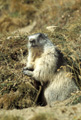 <b>Marmota marmota.</b> Grand Paradis. En automne, avant de disparaître dans son terrier pour plusieurs mois, la marmotte se nourrit abondamment et engraisse ainsi jusqu'à doubler son poids. Marmotte des Alpes devant son terrier en automne. marmota marmota. 
