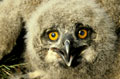 <b>Bubo bubo.</b>  Cévennes. Le plus gros des rapaces nocturnes. Taille 65 cm pour une envergure de 1,80 m et un poids de 2,5 kg environ. Le régime alimentaire est adapté au site dans lequel il niche : rats, hérissons, poissons dont on retrouve les restes dans les pelotes mesurant une dizaine de cm. Il capture également des canards, gallinacés. Redoutable prédateur de rapaces nocturnes ou diurnes qu'il arrache des branches dans ses serres extrêments puissantes lors de vols de nuit . Hibou grand duc poussin. Le plus gros rapace nocturne. 