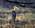 <b>Leptoptilos javanicus.</b> Grand échassier amateur de prairies humides et marais qu'il arpente à la recherche de sa nourriture composée de serpents, lézards, grenouilles et, à l'occasion, complétée d'une poule d'eau ou d'un jeune jacana imprudents. Marabout chevelu, échassier de l'Inde. 