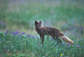 <b>Alopex lagopus.</b> Renard arctique, Alopex lagopus, carnivore de la famille des Canidés. 