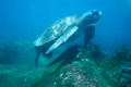 <b>Chelonia mydas agassisi.</b> Sous-espèce de la tortue verte du Pacifique. Uniquement herbivore. En une nuit, elle pond de 50 à 80 oeufs qu'elle enterre dans le sable d'une plage. Tortue verte, Chelonia mydas agassisi, sous-espèce de la tortue de mer du Pacifique, îles Galapagos. 