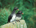 <b>Cyclorrhynchus psittacula.</b> Appelé aussi Starique perroquet. Oiseau de mer qui mesure 25 cm environ. Il se nourrit de petits poissons qu'il capture exclusivement au large. Alque ou Starique perroquet, oiseau de mer, mers de Béring, d'Okhostk de l'océan Pacifique nord. 