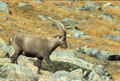 <b>Capra ibex.</b> Grand Paradis. C'est un animal trapu et puissant qui peut peser jusqu'à une centaine de kg. Les sabots sont larges, avec des soles élastiques et spongieuses qui lui procurent une grande adhérence sur les roches. D'une agilité diabolique, le bouquetin franchit des passages sur des vires n'offrant des prises que de quelques cm seulement de largeur."Le bouquetin est un honneur, pour notre siècle, dans l'histoire de la nature" (Robert Hainard). Bouquetin des Alpes mâle adulte, Capra ibex. 