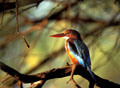 <b>Halcyon smyrnensis.</b> Largement distribué dans des habitats divers, marais, lacs, lagunes de bord de mer, mais parfois en forêts sèches, loin de toute présence d'eau. Il se nourrit de poissons, lézards, têtards. Martin chasseur de Smyrne en Inde 