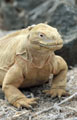 <b>Conolophus pallidus.</b> Les iguanes terrestres se nourrissent exclusivement des fruits et des raquettes des cactus Opuntia dont ils grattent les piquants avec leurs pattes. Les jeunes capturent également des insectes. Iguane terrestre, Conolophus pallidus , espèce endémique sur l'île de Santa Fé aux îles Galapagos. 