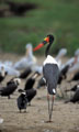 <b>Ephippiorhynchus senegalensis.</b> Tanzanie. Jabiru du Sénégal, grand échassier d'Afrique. 