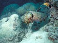 <b>Sepia latimanus.</b> Seiche. Sepia latimanus. Sipadan. Mabul. Mer des Célèbes. Bornéo. Malaisie. 