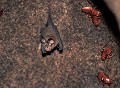  Chauve souris frugivore. Bornéo. Malaisie. 