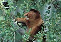 <b>Nasalis larvatus.</b> Mâle. Nasique de Bornéo. Primate. Singe endémique de Bornéo. Malésie. 