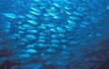  Carangues. Mer des Célèbes. Sipadan. Mabul. Bornéo. Malaisie. 