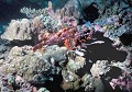 <b>Scorpaenopsis oxycephalus.</b> Rascasse. Mer des Célèbes. Sipadan. Mabul. Bornéo. Malaisie.  