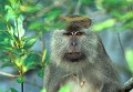 <b>Macaca fascicularis.</b> Macaque à longue queue. Macaca fascicularis. Singe de Bornéo. Primate. Malaisie. 
