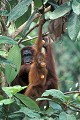 <b>Pongo pygmaeus pygmaeus.</b> Orang outan de Bornéo. Mère et son jeune. Orang outan mère et jeune. Pongo pygmaeus pygmaeus. Primate. Grand singe. Forêt de Bornéo. Malaisie. 