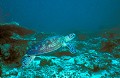 <b>Chelonia mydas.</b> Tortue verte. Tortue de mer.  Chelonia mydas. Sipadan. Mabul. Mer des Célèbes. Bornéo. Malaisie. 