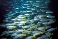  Vivaneaux. Poissons de la mer des Célèbes. Bornéo. Malaisie. 