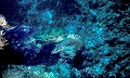 <b>Chelonia mydas.</b> Tortue verte. Tortue de mer. Chelonia mydas. Mer des Célèbes. Bornéo. Malaisie. 
