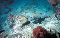 <b>Plectorhinchus chaetodontoides.</b> Gaterin arlequin. Plectorhinchus chaetodonyoides. Mer des Célèbes. Bornéo. Malaisie. Sipadan. Mabul. 