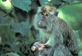 <b>Macaca fascicularis.</b> Macaque à longue queue. Macaca fascicularis. Primate. Singe des forêts de  Bornéo. Malaisie. 