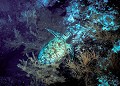 <b>Chelonia mydas.</b> Tortue verte. Chelonia mydas. Mer des Célèbes. Sipadan. Mabul. Bornéo. Malaisie. 