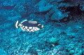 <b>Balistoides conspicillum.</b> Baliste clown. Balistoides conspicillum. Mer des Célèbes. Sipadan. Mabul. Bornéo. Malaisie. 