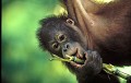 <b>Pongo pygmaeus pygmaeus.</b>Jeune orang outan. Orang outan. Pongo pygmaeus pygmaeus. Primate. Grand singe. Forête de Bornéo. Malaisie. l'homme des bois. 
