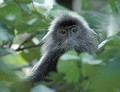 <b>Trachypithecus cristatus.</b> Semnopithèque à crête. Trachypithecus cristatus. Primate. Singe de la forête de Bornéo. Malaisie. 