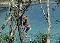 <b>Nasalis larvatus.</b> Nasique de Bornéo. Nasalis larvatus. Primate. Grand singe. Forêt de Bornéo. Malaisie. 