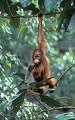 <b>Pongo pymaeus pygmaeus.</b>Jeune orang outan. Orang outan. Pongo pygmaeus pygmaeus. Primate. Grand singe. Endémique de Bornéo. Malaisie. 