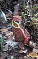  Plante carnivore. Bornéo. Malaisie. 
