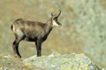 <b>Rupricapra rupricapra.</b> Automne au Grand Paradis. On le trouve en montagne de 400 à 4000 m d'altitude. Les femelles se regroupent avec les jeunes en troupes parfois importantes alors que les mâles ont tendance à vivre en solitaire ou en petits groupes. Chamois en automne. Rupricapra rupricapra. Mammifère de montagnes 