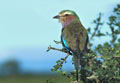 <b>Coracias caudata.</b> Tanzanie. Rollier à longs brins en Tanzanie 