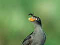 <b>Aethia cristatella.</b> Appelé aussi Alque panaché. Alque panaché, Starique cristatelle, oiseau de mer , Béring, Okhotsk, Pacifique nord. 