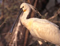 <b>Platalea leucorodia.</b> Grand échassier élégant réparti sur tout le continent indien. La spatule parcourt les marais à la recherche de sa nourriture. Le bec, organe tactile, est plongé dans l'eau et d'un mouvement de godille, elle racle la couche de vase pour débusquer les larves, mollusques, insectes et grenouilles dont elle se nourrit. Spatule blanche, grand échassier des marais indiens. 