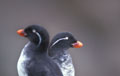 <b>Cyclorrhynchus psittacula.</b> Appelé également Starique perroquet. Une plume blanche trace en arrière de l'oeil un sourcil arrondi qui est présent uniquement durant la saison de reproduction. Alque perroquet ou Starique perroquet, Cyclorrhynchus psittacula. Oiseau de mer des mers de Béring et d'Okhotsk et de l'océan Pacifique nord. 