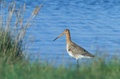 <b>Limosa limosa.</b> Hollande. Echassier observé plutôt dans les marais et les prés humides où elle trouve les vers, insectes, mollusques et larves qui constituent son régime alimentaire. Elle niche au centre et dans le nord-est  de l'Europe jusqu'en Sibérie. La migration l'entraîne sur les bords de la Méditerranée et au nord de l'Afrique. Barge à queue noire. Limosa limosa Echassier. Hollande. 