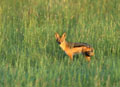 <b>Canis mesomelas</b>. Plaine du Serengeti, Tanzanie. Chacal à chabraque, carnivore du Sérengeti en Tanzanis. 