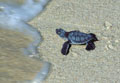 <b>Chelonia mydas agassisi.</b> Les jeunes tortues marines sortent également la nuit de leur abri, au terme de 60 jours d'incubation. Lorsque les petites tortues sortent de jour, elles sont la proie des crabes, frégates et autres prédateurs terrestres. Lorsqu'elles parviennent enfin à gagner la pleine mer, elles restent une proie facile pour les poissons et même les requins. Tortue verte, tortue marine du Pacifique et des iles Galapagos. 