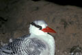 <b>Phaeton aethereus.</b> Appelé également Paille en queue, il se nourrit en haute mer de poissons et niche dans une crevasse ou l'anfractuosité d'une falaise abrupte. Grand phaéton, paille en queue oiseau des mers tropicales et des îles Galapagos. 